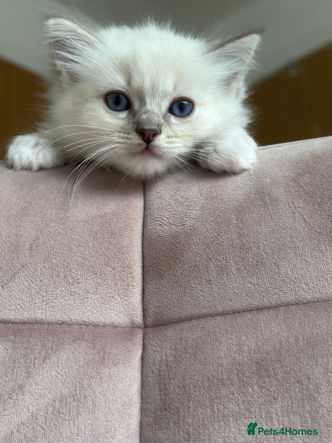 Ragdoll cats for sale: Gorgeous Balls Of Fluff 🥰😻🤗 - Image 39