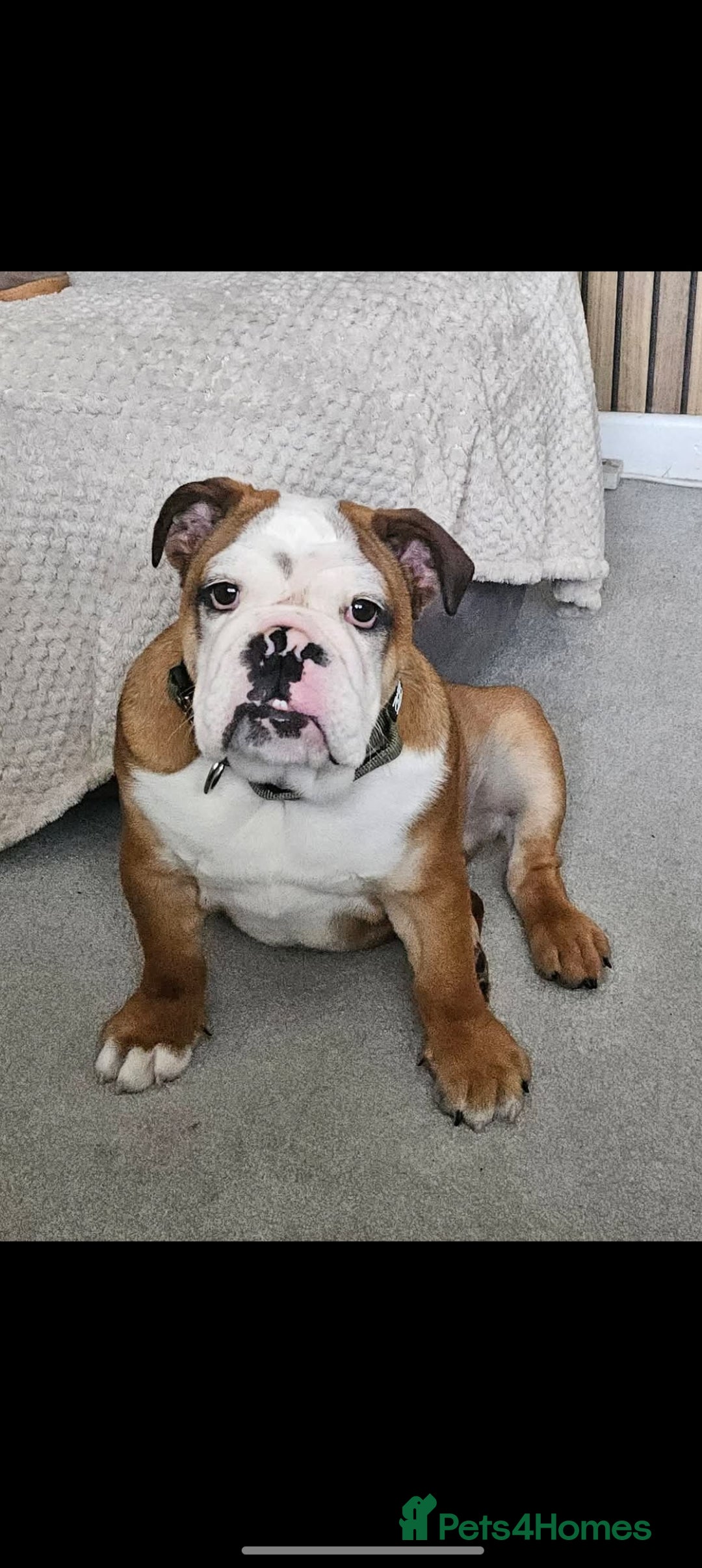 English Bulldog dogs for sale: English Bulldog  - Advert 2