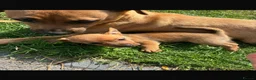 Jack Russell dogs for sale:  Jack Russell puppies for sale  - Advert 26