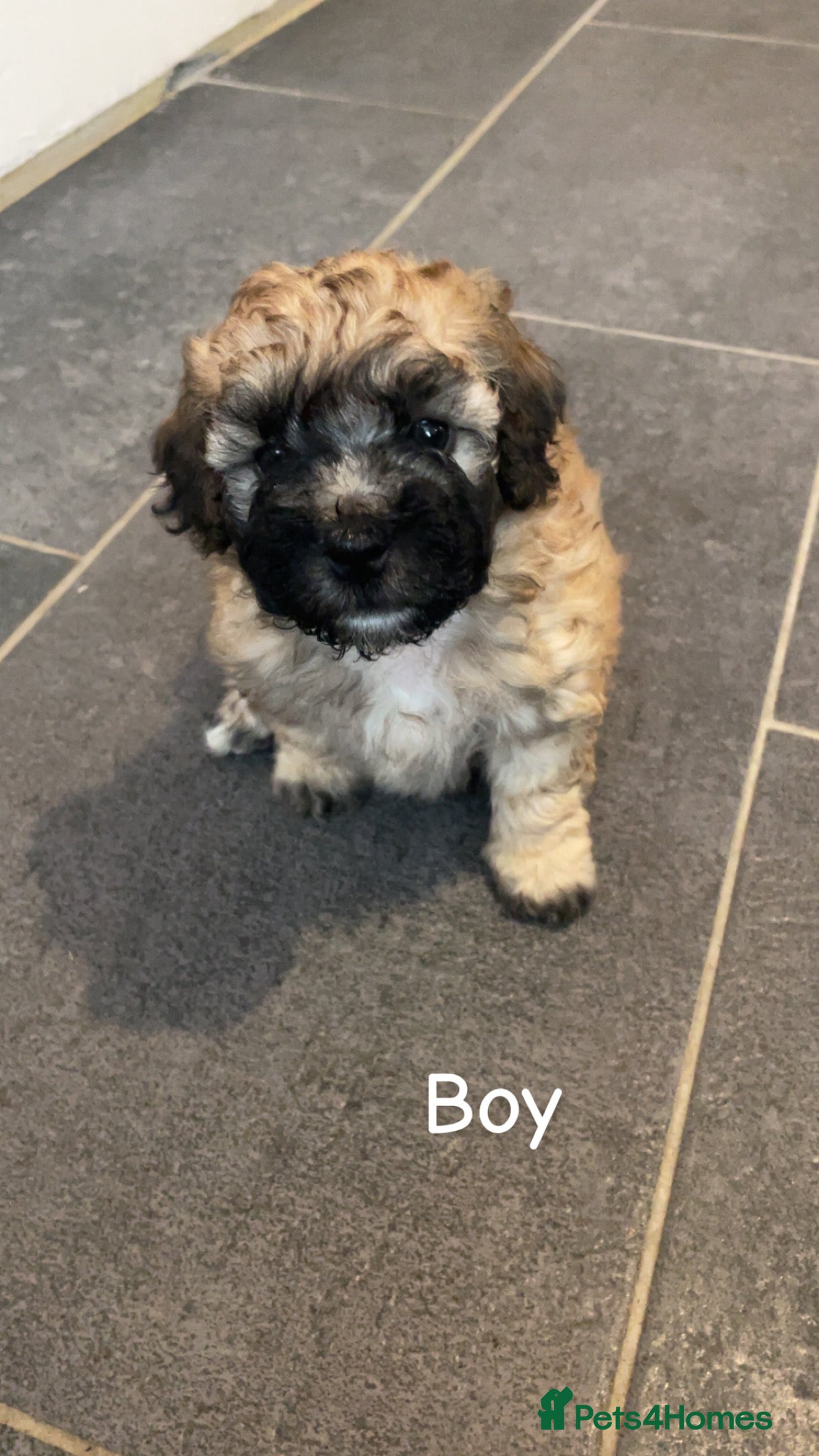 Poochon dogs for sale: Ready to leave NOW poochons🐶❤️ - Advert 20