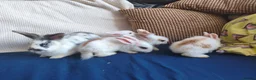 Mixed Breed rabbits for sale: CUTE FRIENDLY BUNNIES READY FOR FOREVER HOMES - Advert 6