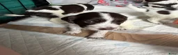Cocker Spaniel dogs for sale: Cocker spaniel puppies - Advert 19