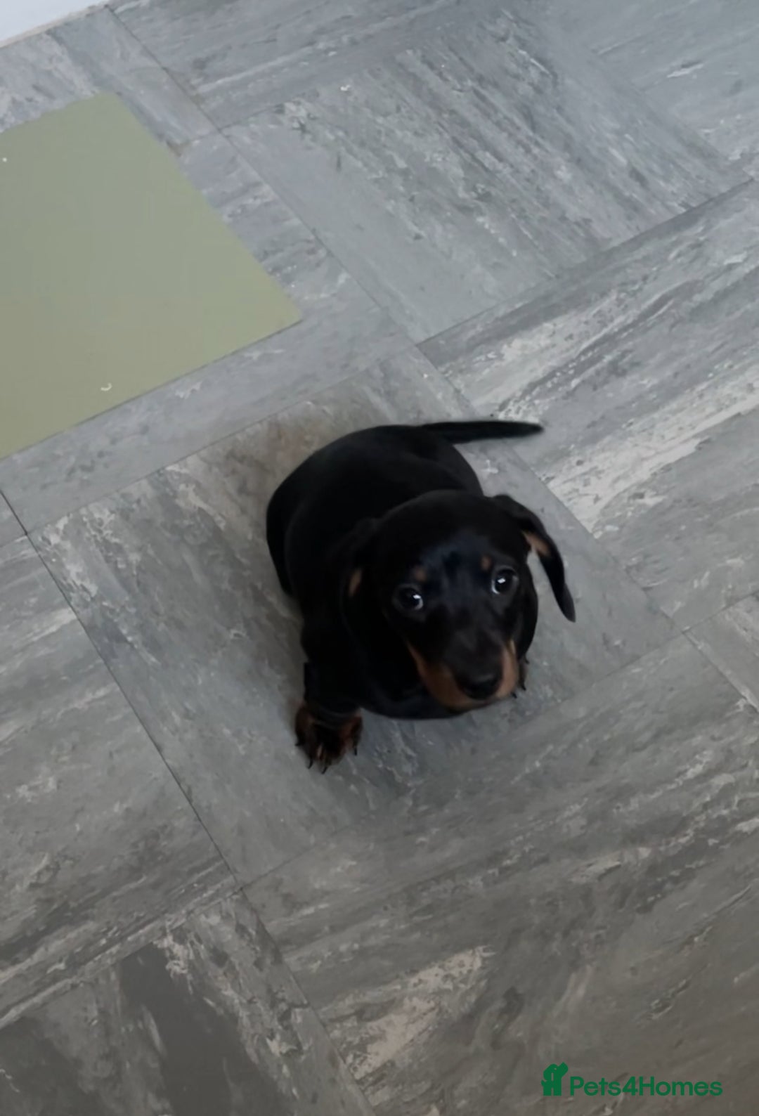 Miniature Dachshund dogs for sale: 10 week old Miniature Dachshund  - Advert 5