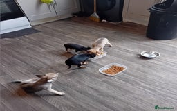 Miniature Pinscher dogs for sale: Mini pinscher for sele  - Image 12