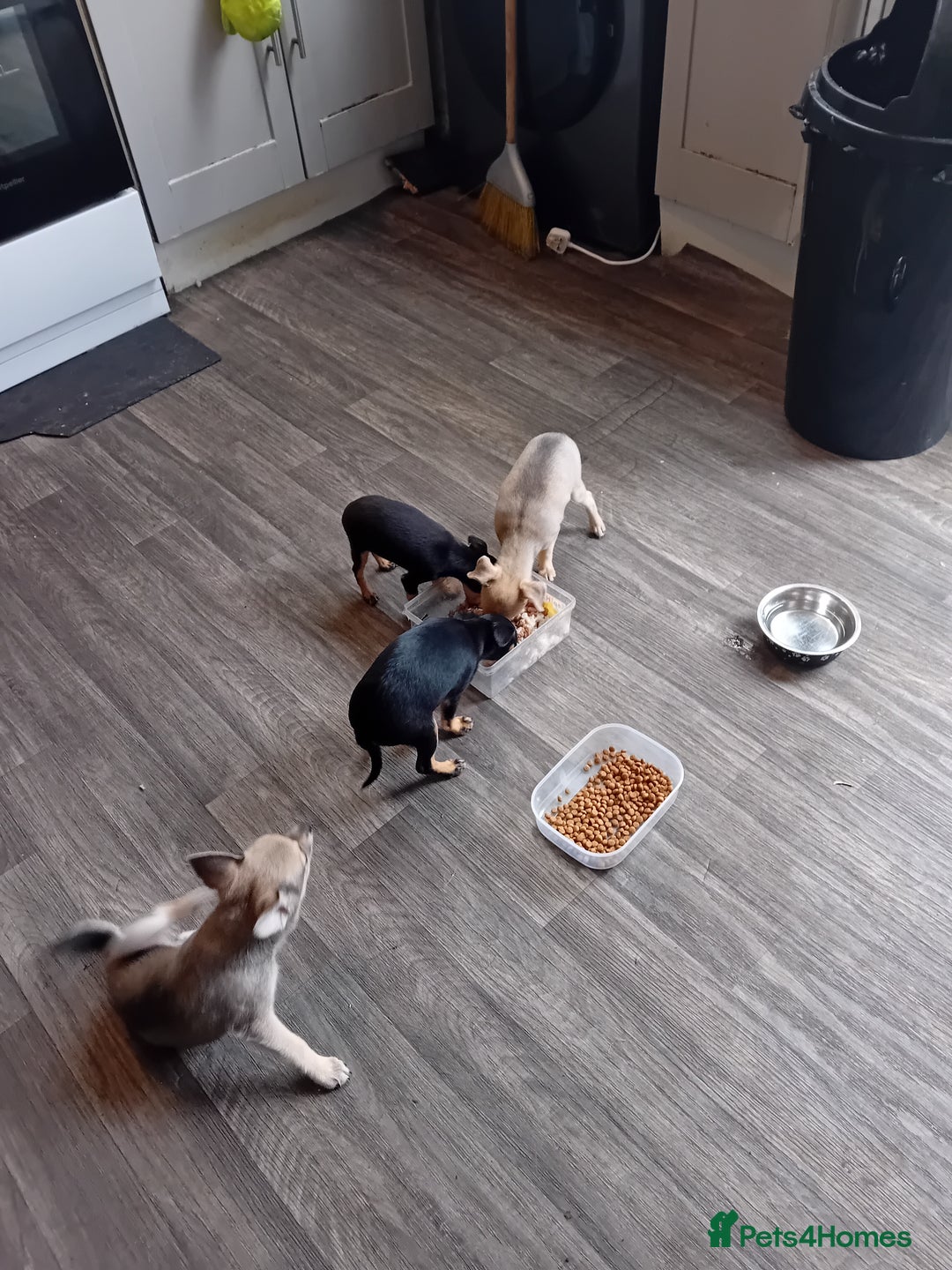 Miniature Pinscher dogs for sale: Mini pinscher for sele  - Image 12