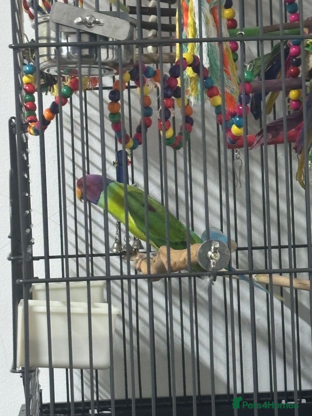 Parakeets birds for sale: Plum headed parakeet  - Advert 4