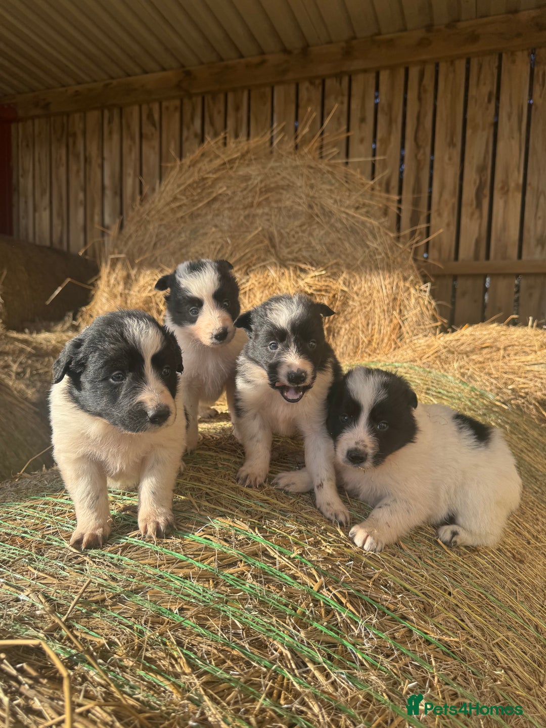 Border Collie dogs for sale: Very cute Border Collie Pups From Working Dogs - Advert 26
