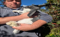 French Lop rabbits for sale: Beautiful French lops  - Image 3