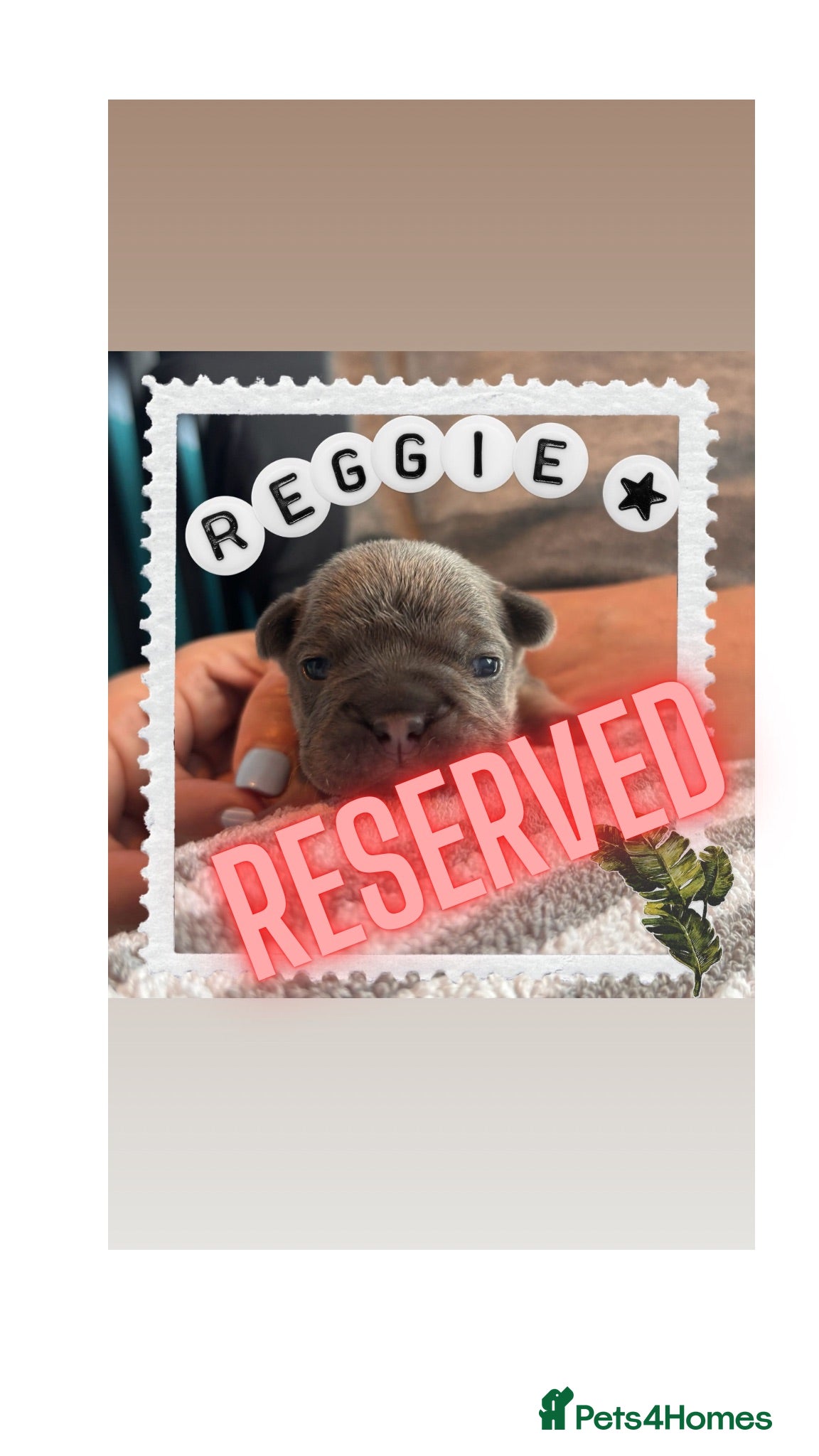 French Bulldog dogs French Bulldog puppies  - Advert 1