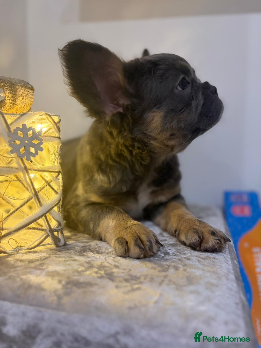 French Bulldog dogs for sale: Fluffy French bulldog puppies- strong bloodline. - Advert 4