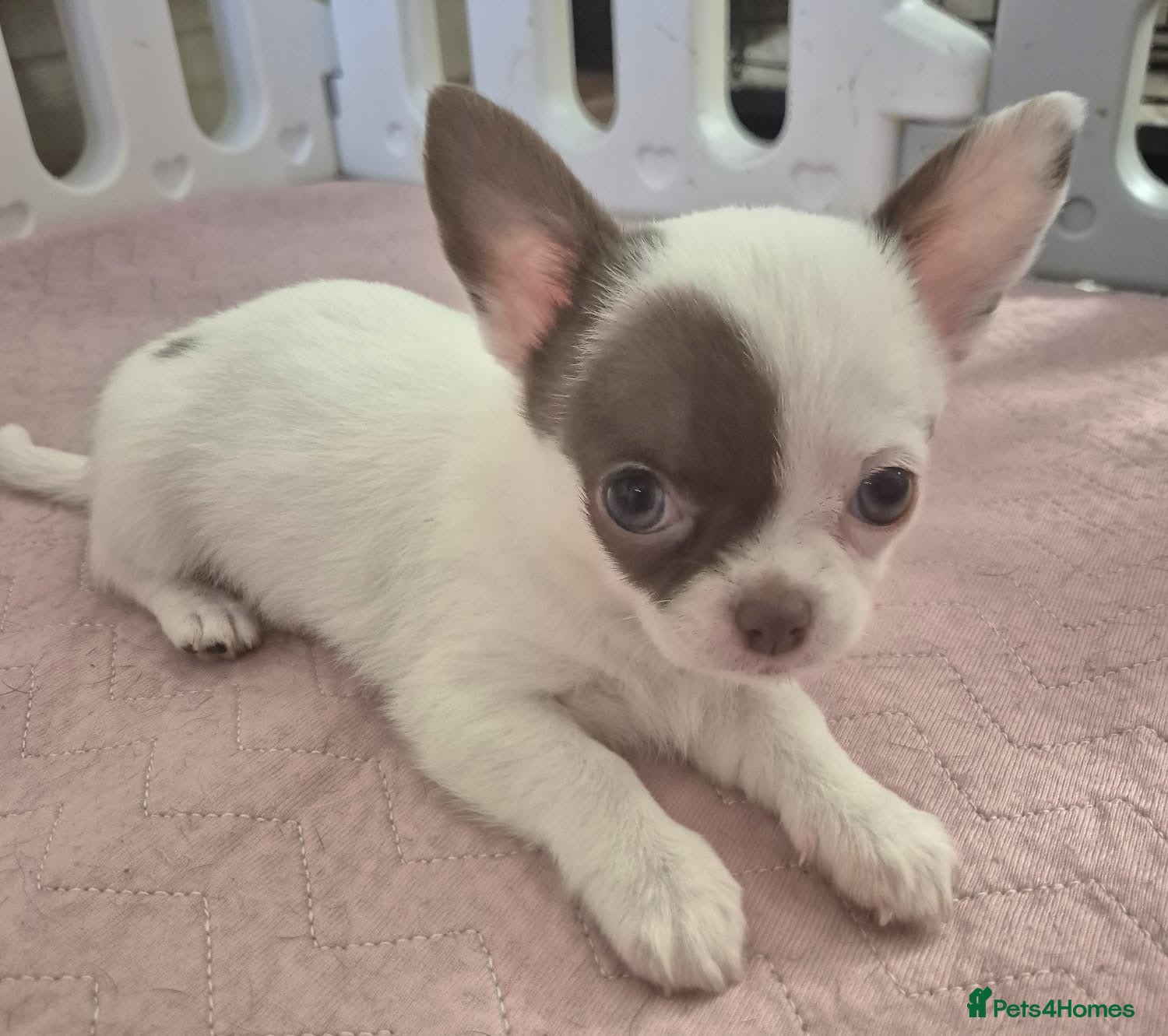 Chihuahua dogs  ❤️‍🔥KC Reg Parti Colour Chihuahua Girls❤️‍🔥  - Advert 2