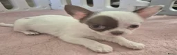 Chihuahua dogs for sale:  ❤️‍🔥KC Reg Parti Colour Chihuahua Girls❤️‍🔥  - Advert 16