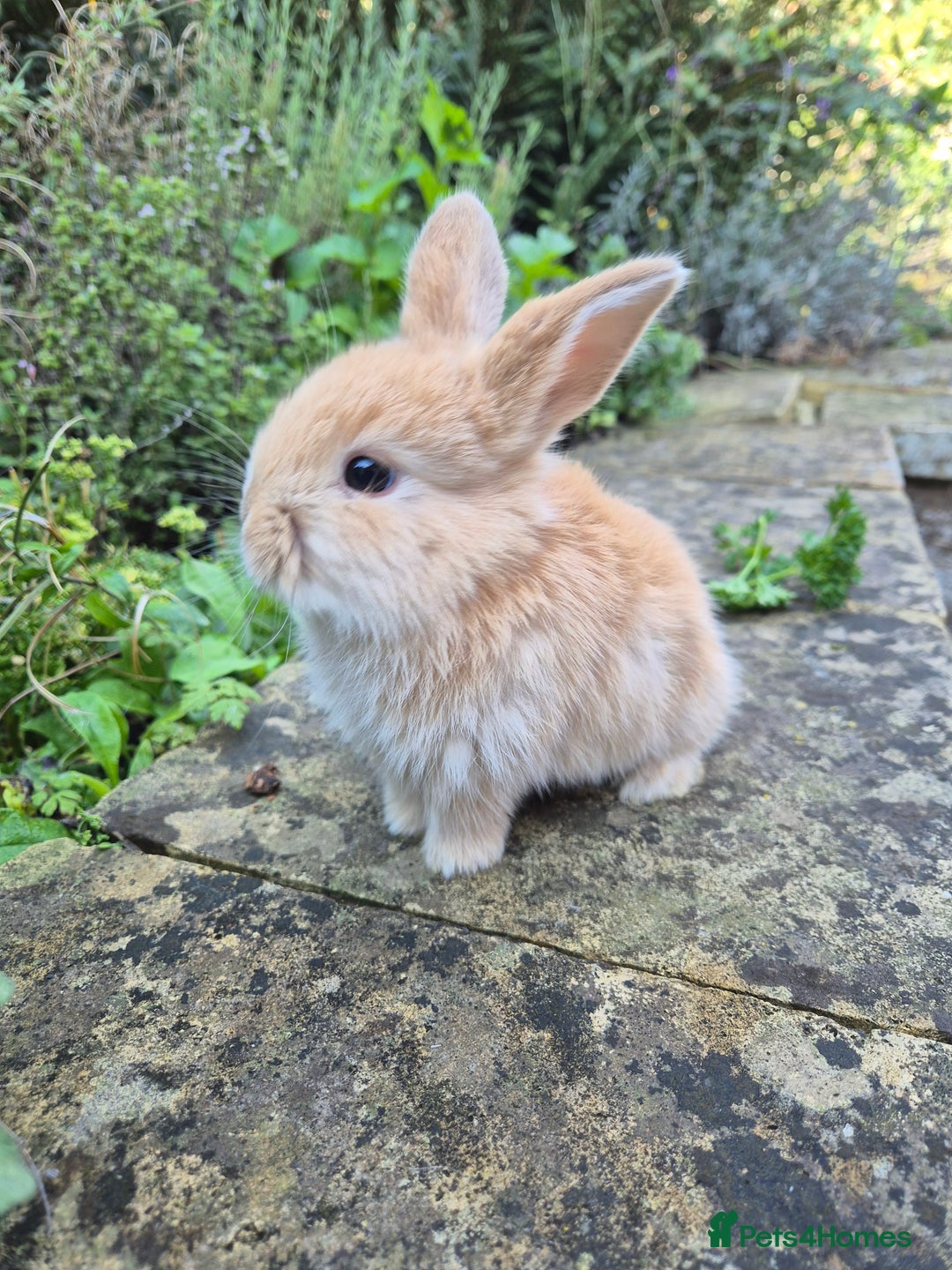 Mini Lop rabbits for sale: Mini Lops  - Image 8