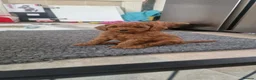 Cockapoo dogs for sale: Beautiful Red cockapoo puppies - Advert 1