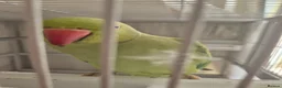 Parrots birds for sale: Ringneck parrot  in Hounslow - Advert 4