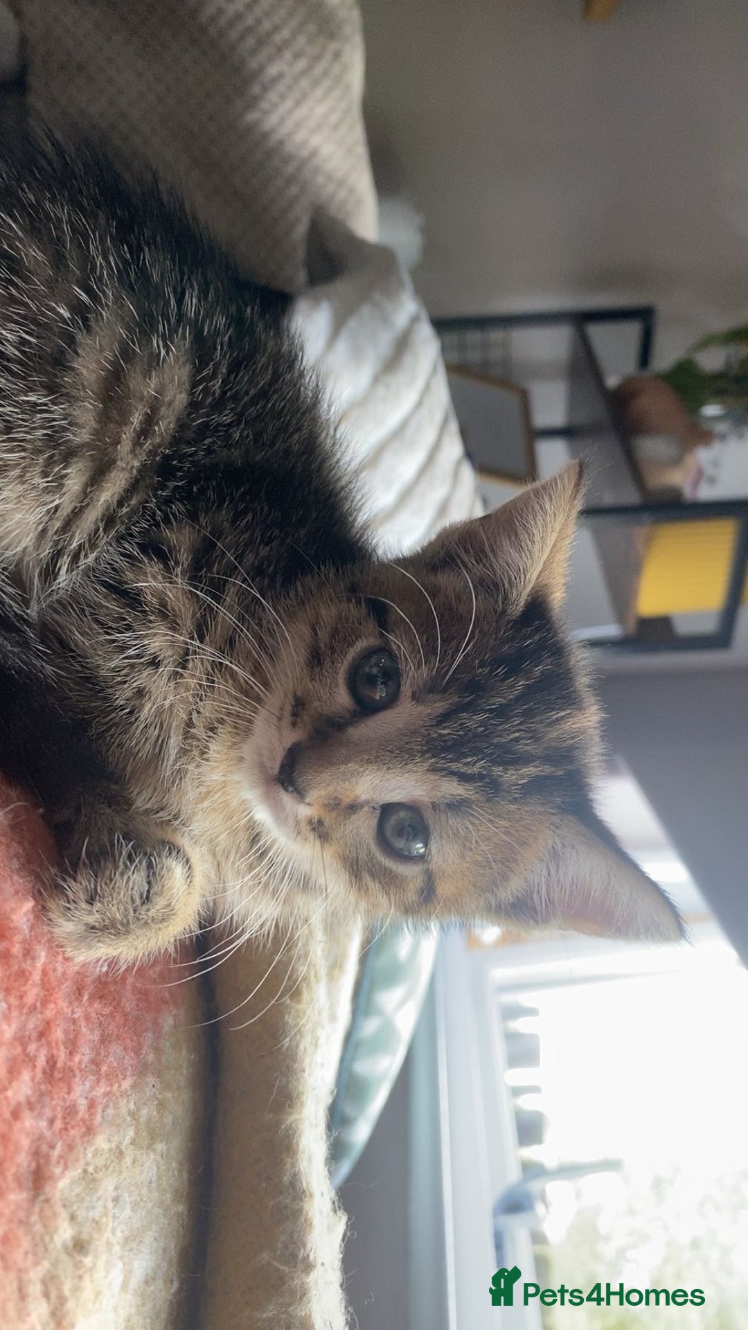 Bengal cats for sale: Beautiful baby bengal girl  - Advert 2