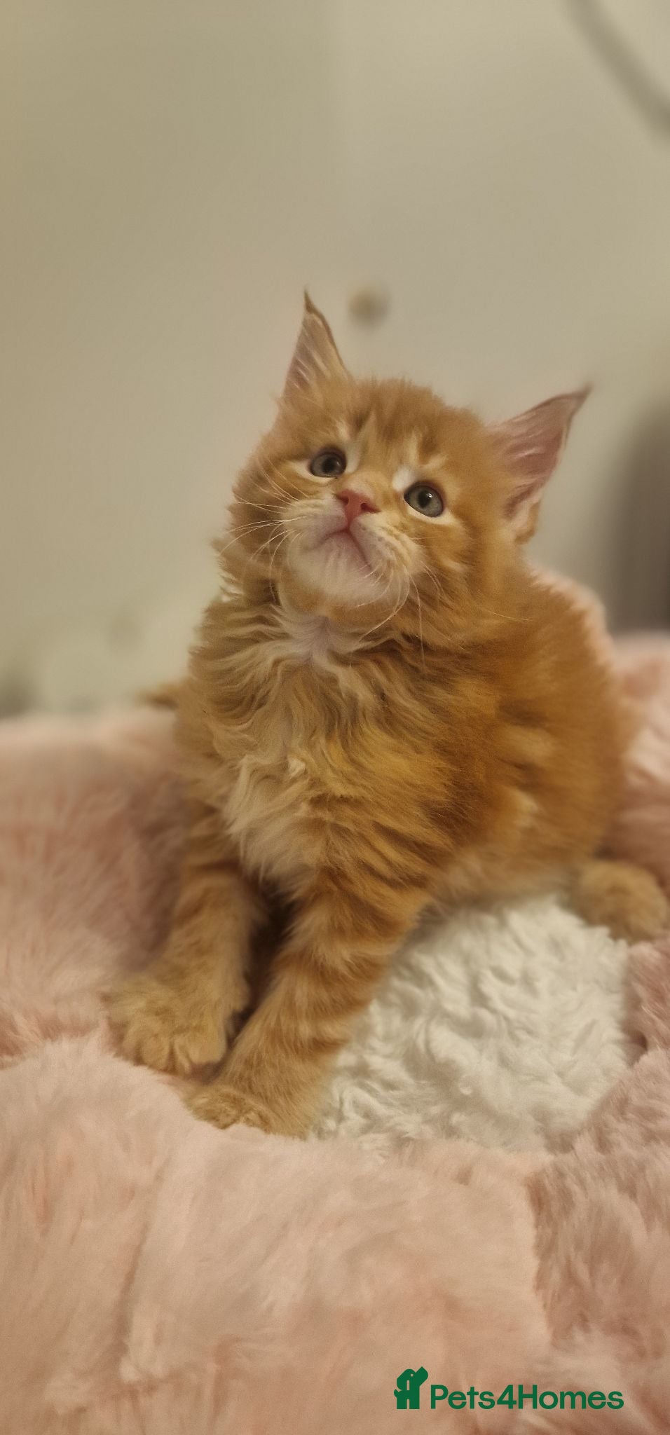 Maine Coon cats 3 Beautiful Kittens looking for their forever home - Advert 2