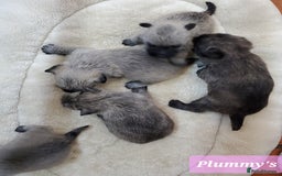 Cairn Terrier dogs for sale: Beautiful litter of Pedigree Cairn Terrier’s  - Image 7