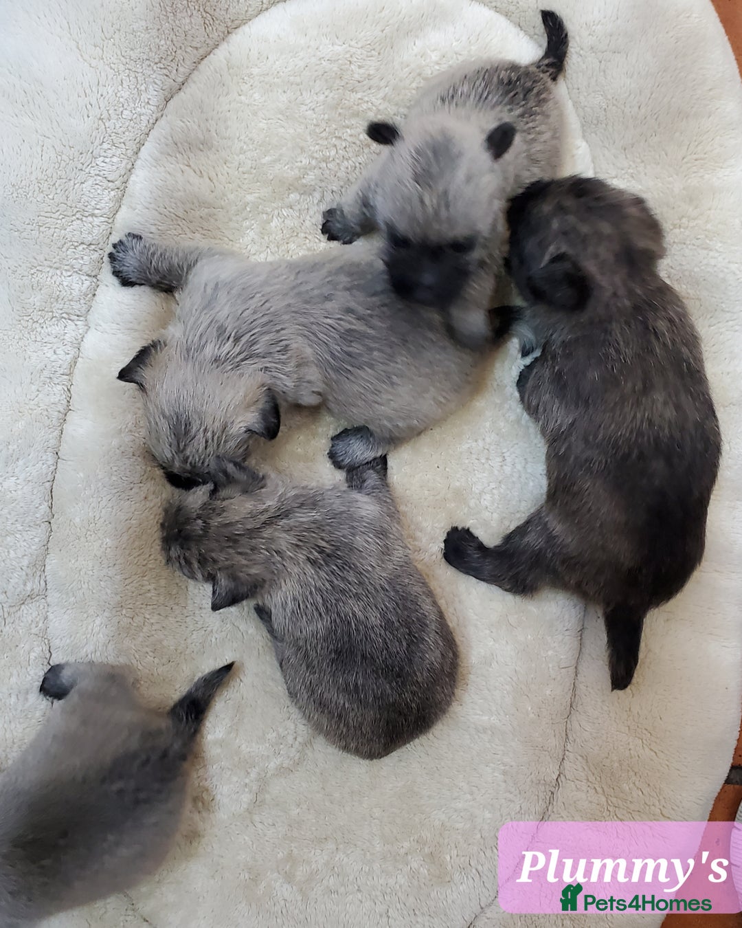 Cairn Terrier dogs for sale: Beautiful litter of Pedigree Cairn Terrier’s  - Image 7