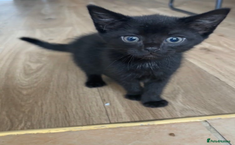 Mixed Breed cats Black mixed breed kitten  - Advert 2