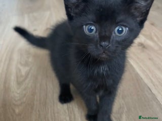 Mixed Breed cats for sale: Black mixed breed kitten - Advert 1