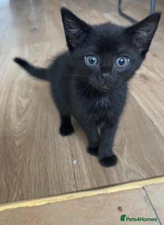 Mixed Breed cats Black mixed breed kitten - Advert 2