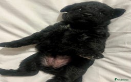 Mixed Breed dogs for sale: 🐾🐶Adorable and very cute Cavaschnauzer 🐶🐾 - Image 18