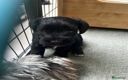 Miniature Schnauzer dogs for sale: Miniature schnauzer puppies female - Image 3