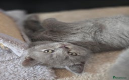 British Shorthair cats for sale: British shorthair  - Image 11