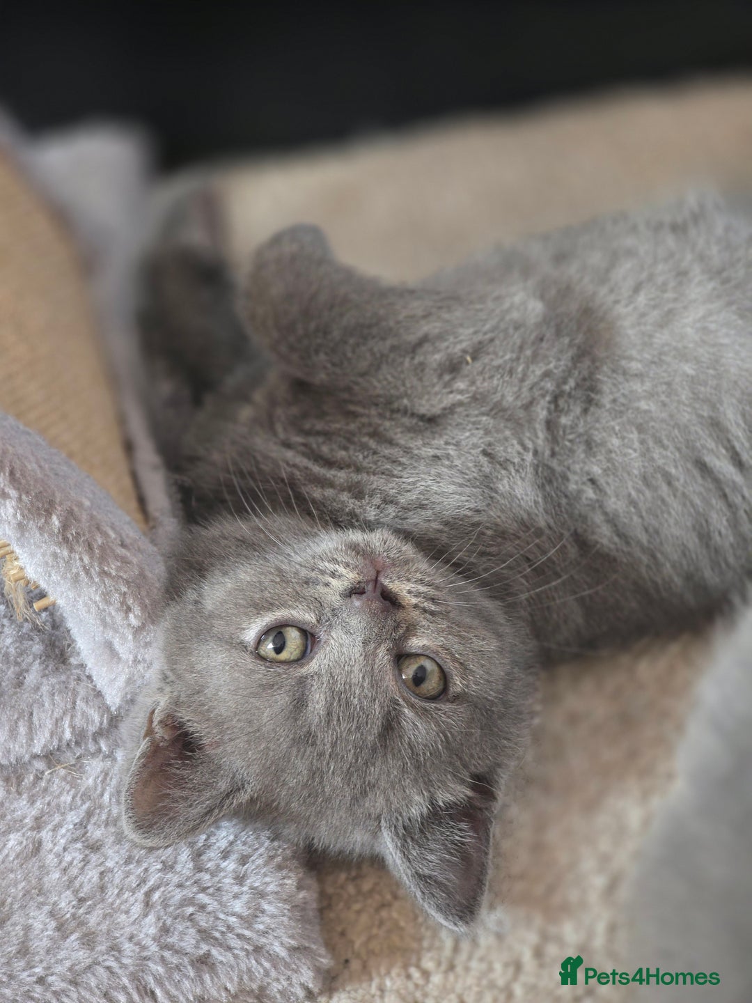 British Shorthair cats for sale: British shorthair  - Image 11