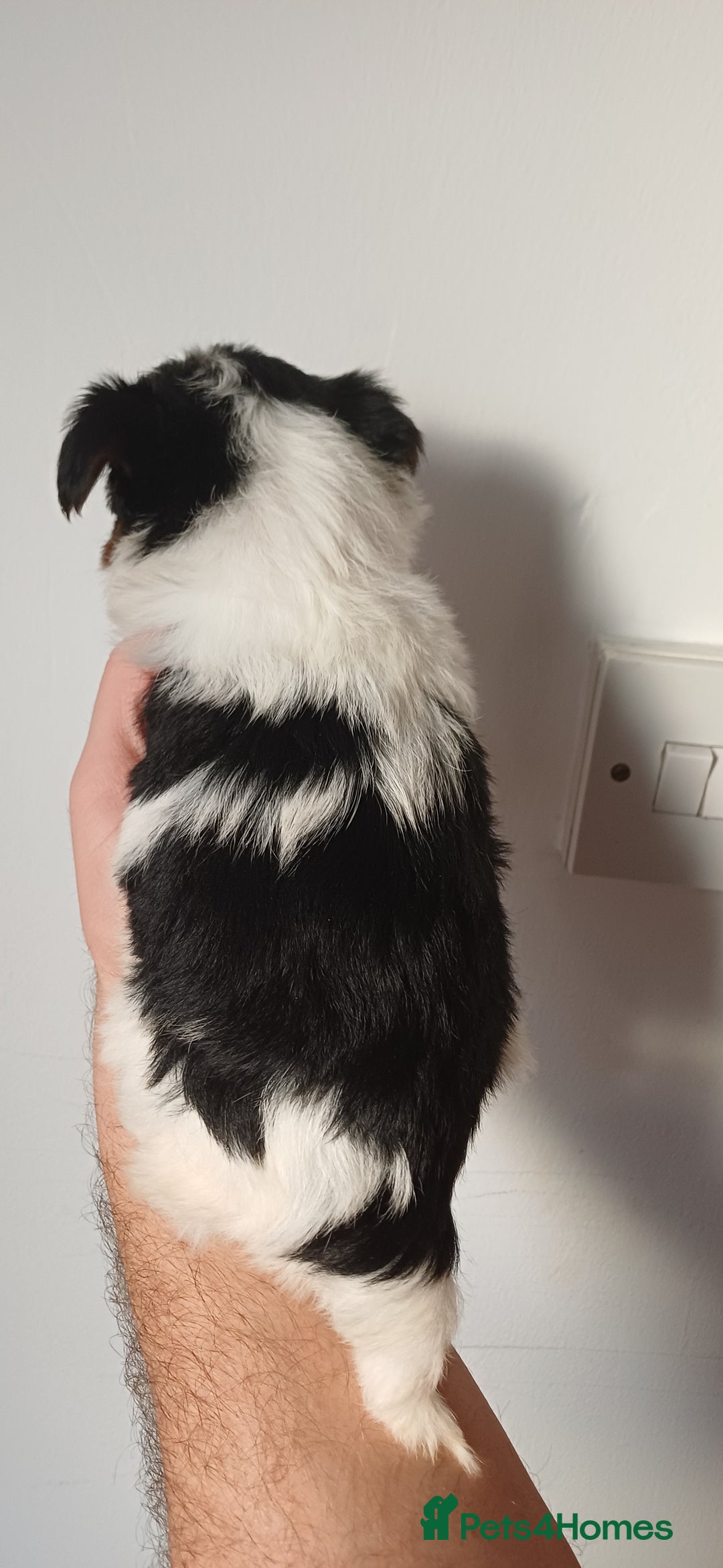 Yorkshire Terrier dogs for sale: 100% Biewer yorkshire-terrier Pedigree  - Advert 5