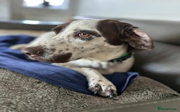 Mixed Breed dogs for adoption: Nitsa shy pointer cross girl  - Advert 12