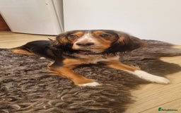 Cocker Spaniel dogs for sale: Cocker Puppies - Image 2