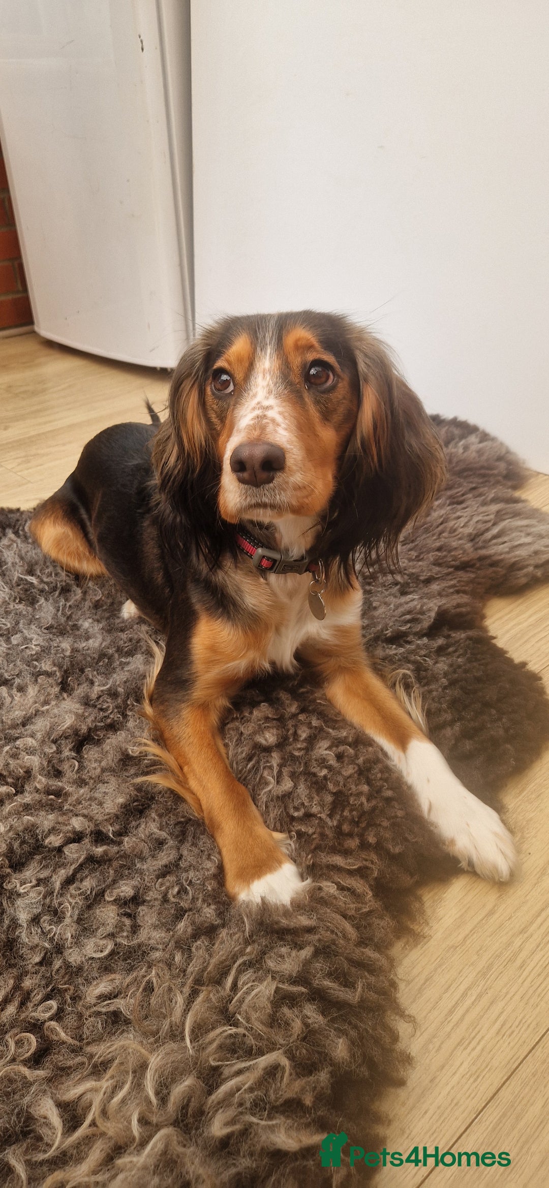 Cocker Spaniel dogs for sale: Cocker Puppies - Image 2