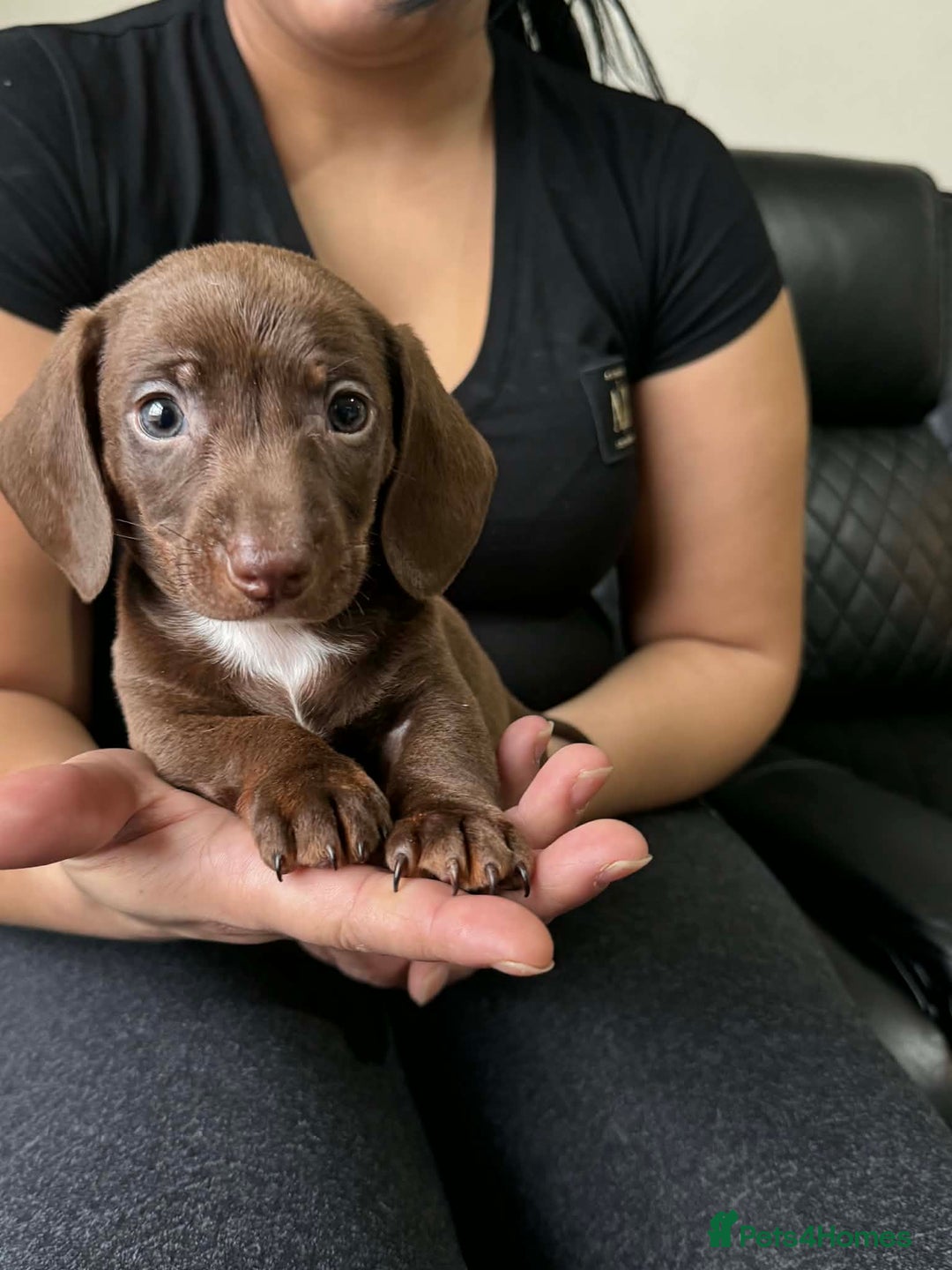 Dachshund dogs for sale: Miniature Dachshund puppies - Advert 9