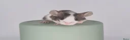 Mouse rodents for sale: Fancy Mice 🐭 - Advert 9