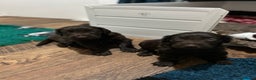 Flat coated Retriever dogs for sale: Beautiful litter of liver flatcoat puppies  - Advert 9