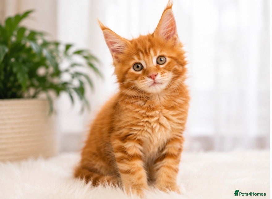 Maine Coon cats 1 Boy 1 Girl Rare TICA Active Maine Coon Kittens - Advert 1
