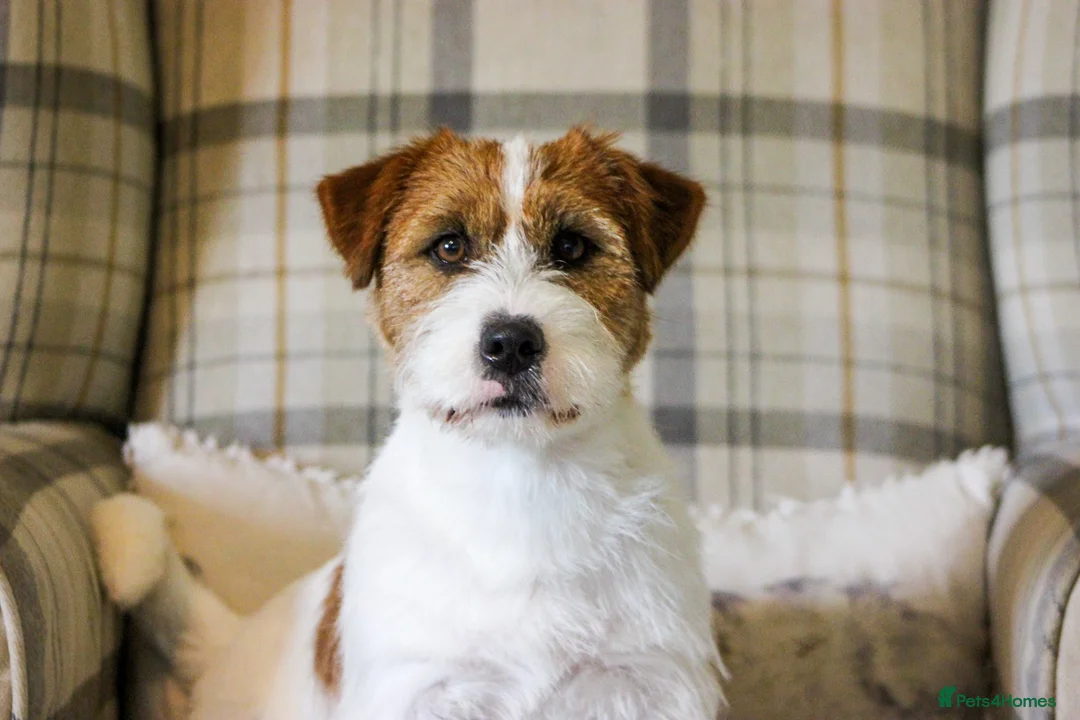 Jack Russell dogs for stud: KC Jack Russell Cliff - Advert 8