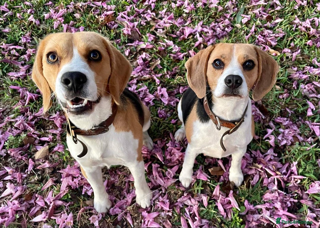 Beagle dogs for sale: Beagle puppies pure breed  - Image 5