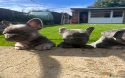 French Bulldog dogs for sale:  frenchies puppies  - Image 24