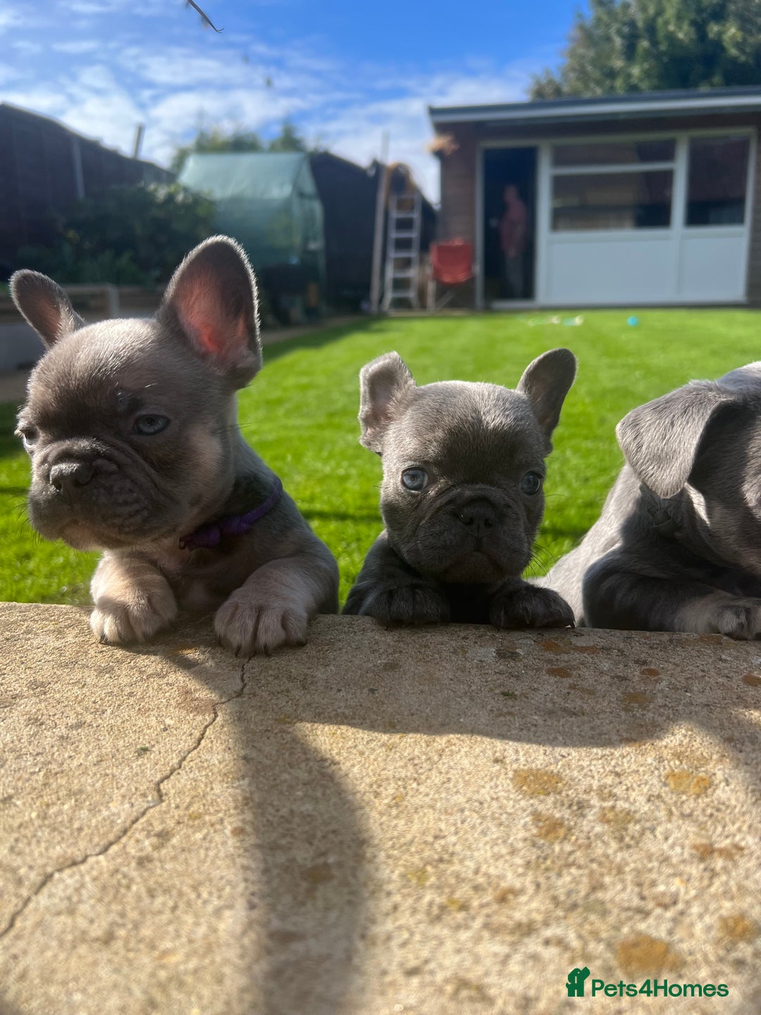 French Bulldog dogs for sale:  frenchies puppies  - Image 24