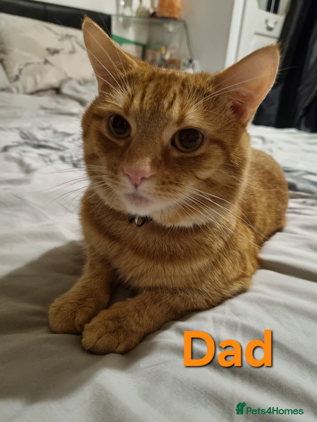 Maine Coon cats for sale: Beautiful fluffy Maine coon cross Kittens - Image 10