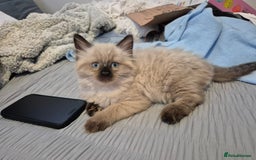 Ragdoll cats for sale: Gorgeous part ragdolls looking for loving homes! - Image 16