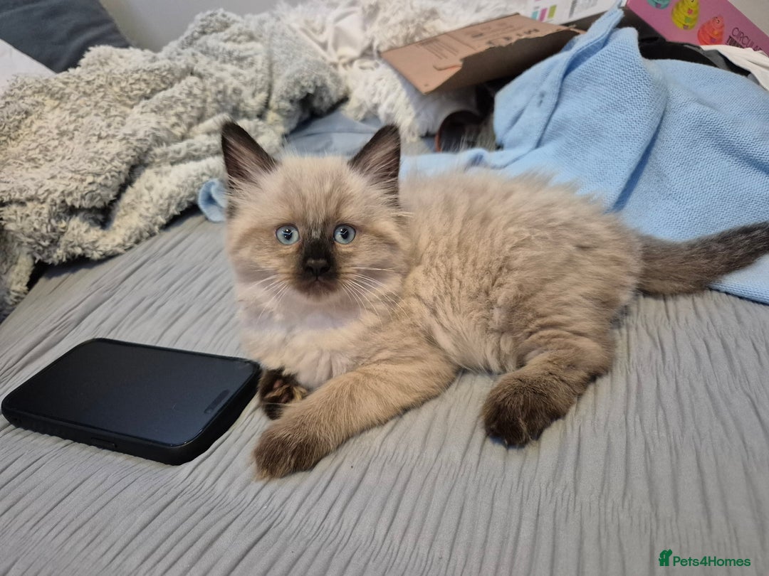 Ragdoll cats for sale: Gorgeous part ragdolls looking for loving homes! - Image 16