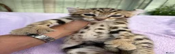 Keetso cats for sale: Stunning wild looking polydactyl curl ear keetsos  - Advert 19