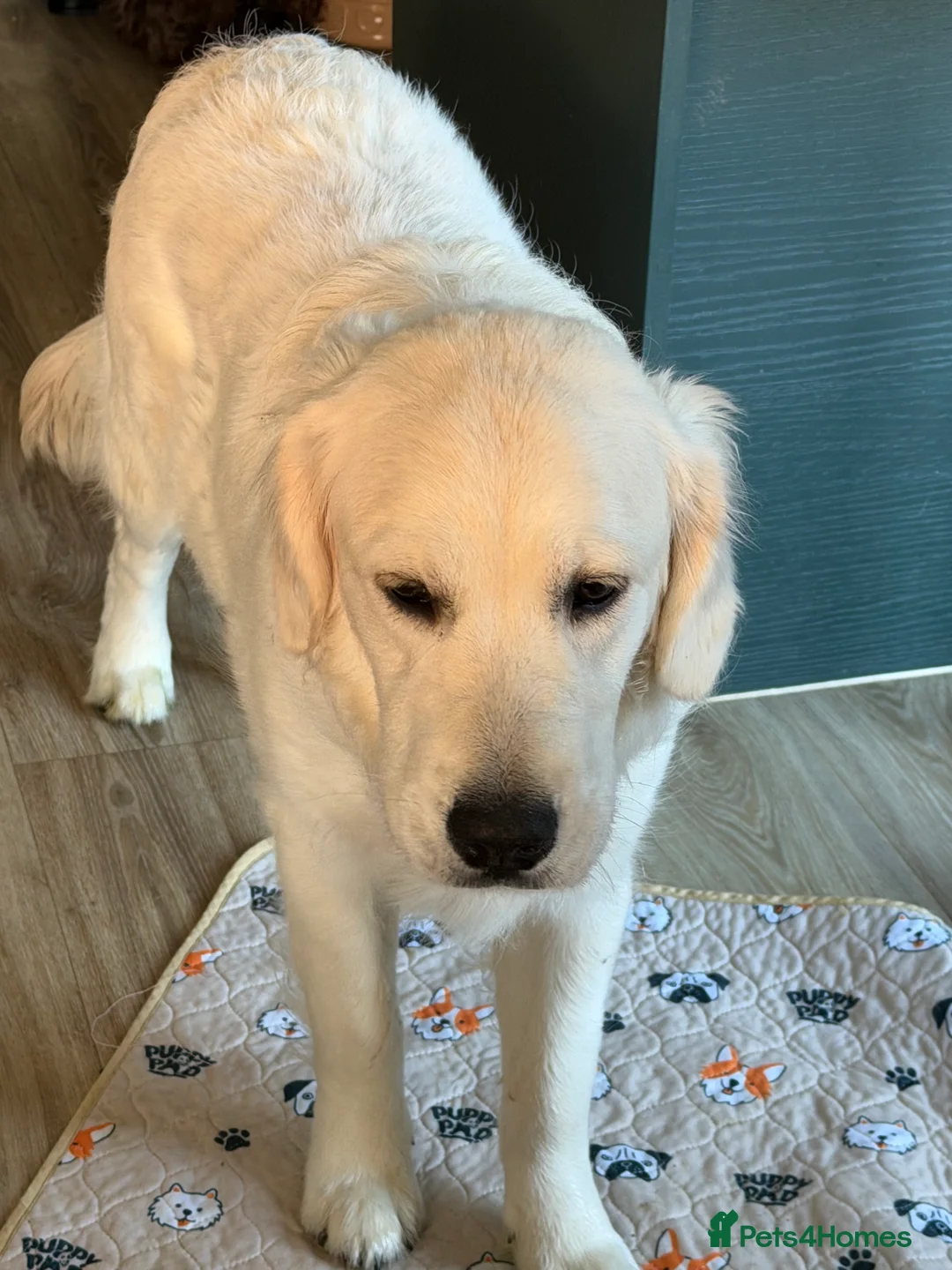 Golden Retriever dogs for sale: KC reg 9 mth old Golden Retriever- Female cream - Advert 5