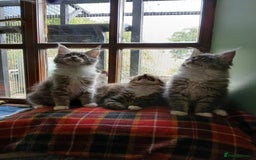 Maine Coon cats for sale: Maine Coon Kittens - Image 1