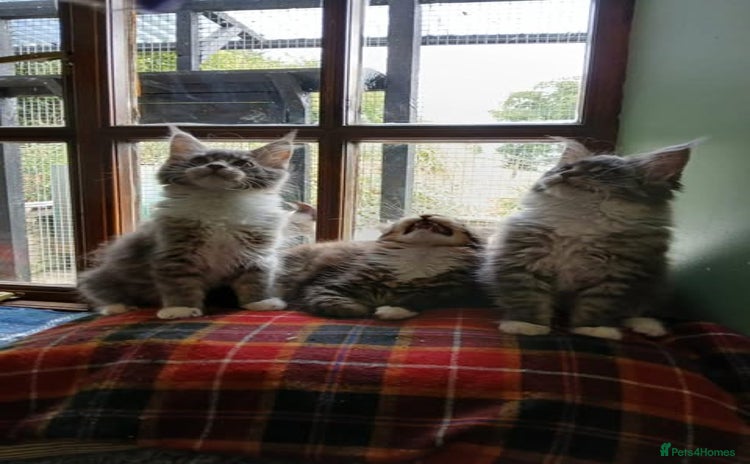 Maine Coon cats - Advert 3