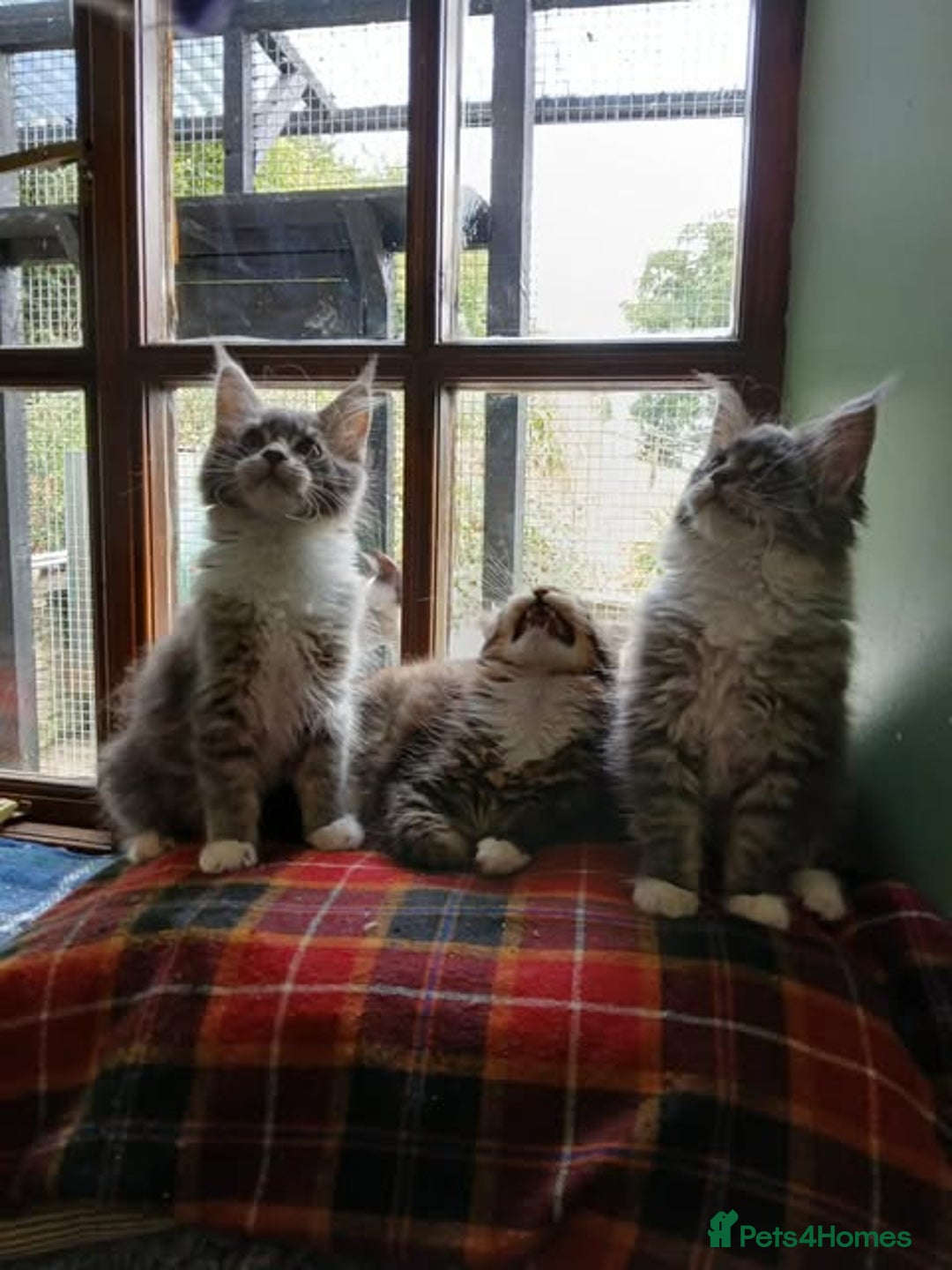 Maine Coon cats for sale: Maine Coon Kittens - Image 1